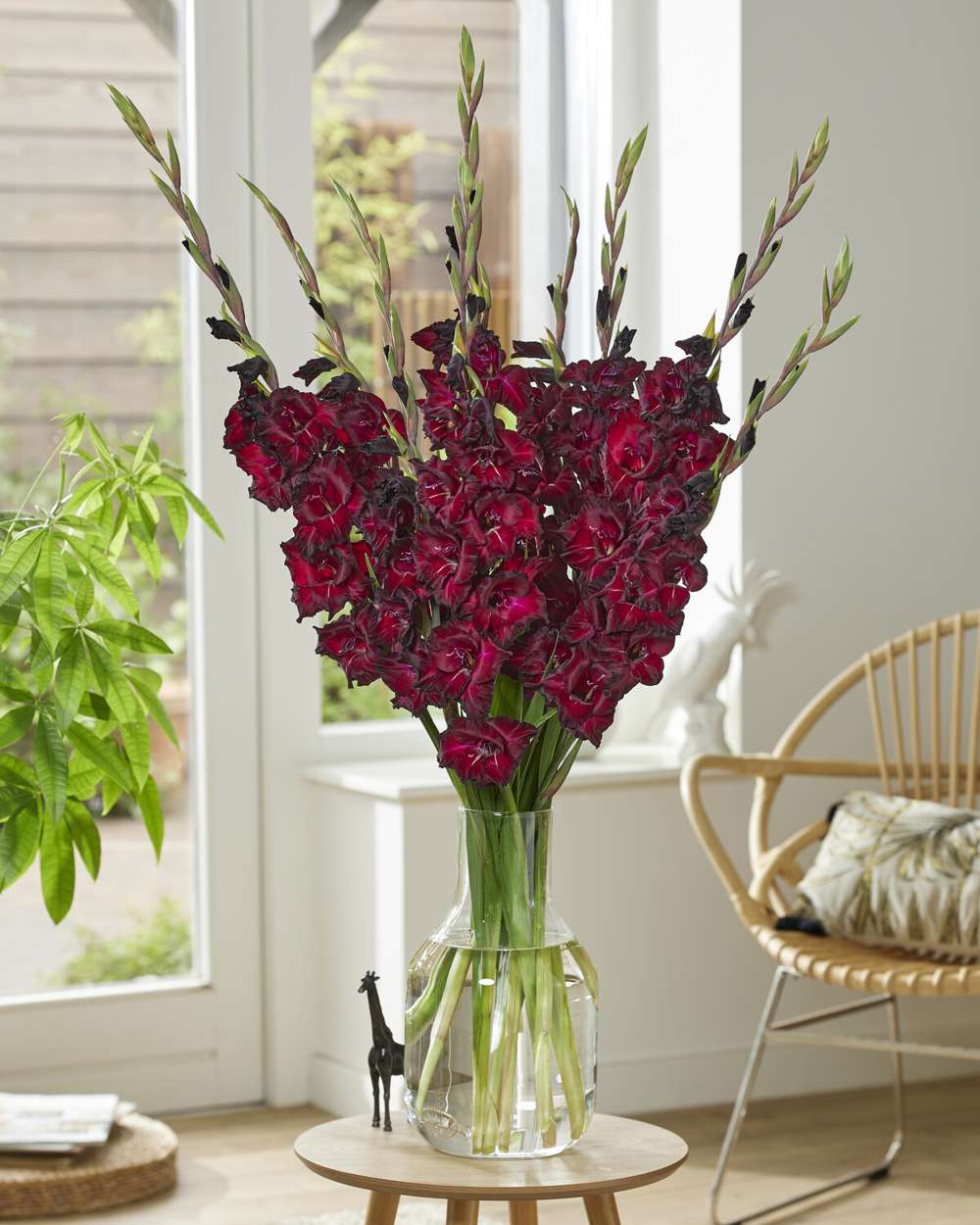 Gladiolus 'Black Star®'